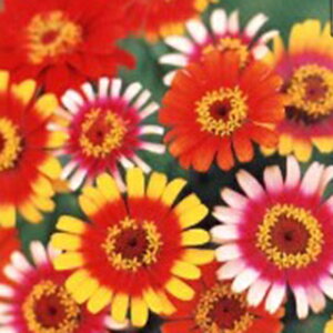 SiWjAj  y Vle炫 \u z 珬 i SiWjAj̎ Ԃ̎ j