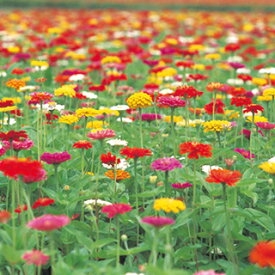 百日草（ジニア） 種 【 ロイヤル 特選混合 】 1dl （ 百日草（ジニア）の種 花の種 ）