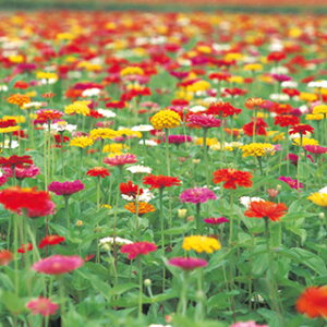 �S�����i�W�j�A�j �� �y ���C���� ���I���� �z 1dl �i �S�����i�W�j�A�j�̎� �Ԃ̎� �j