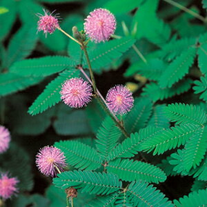 �y �������� �z ���珬�� �i ���������̎� �Ԃ̎� �j