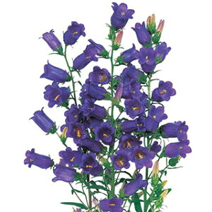 Jpj  y C p[v z 1ml i Jpj̎ Ԃ̎ j