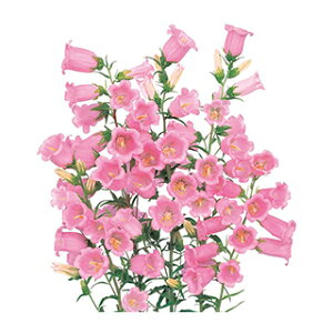 Jpj  y C sN z 1ml i Jpj̎ Ԃ̎ j