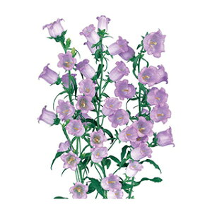 Jpj  y C u[ z 1ml i Jpj̎ Ԃ̎ j