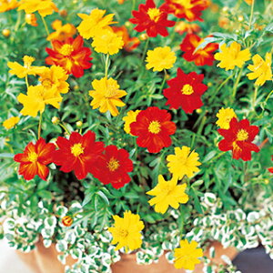 �L�o�i�R�X���X �� �y ���[�h ���I���� �z 1dl �i �L�o�i�R�X���X�̎� �Ԃ̎� �j