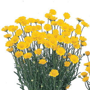 NTZ}  y AbvCgCG[ z 珬 i NTZ}̎ Ԃ̎ j