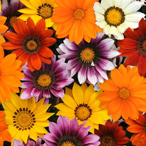 KUjA  y j[fC ~bNX z R[g1000 i KUjA̎ Ԃ̎ j