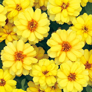 �S�����i�W�j�A�j �� �y �v���t���[�W�����_�u�� �C�G���[ �z 1000�� �i �S�����i�W�j�A�j�̎� �Ԃ̎� �j