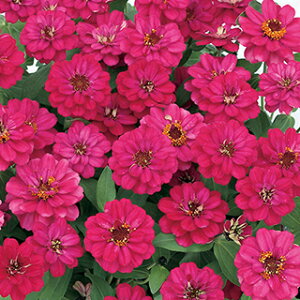 �S�����i�W�j�A�j �� �y �v���t���[�W�����_�u�� �z�b�g�`�F���[ �z 1000�� �i �S�����i�W�j�A�j�̎� �Ԃ̎� �j