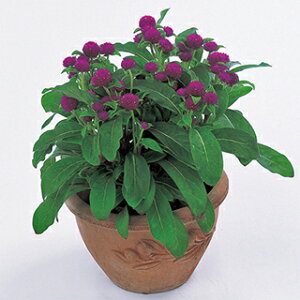 ����g �� �y �o�f�B�[ ���b�h �z �N���[���V�[�h10ml �i ����g�̎� �Ԃ̎� �j