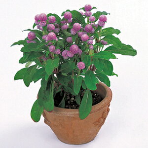 ����g �� �y �o�f�B�[ �s���N �z �N���[���V�[�h10ml �i ����g�̎� �Ԃ̎� �j