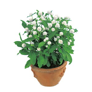 ����g �� �y �o�f�B�[ �z���C�g �z �N���[���V�[�h10ml �i ����g�̎� �Ԃ̎� �j