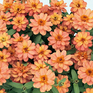 �S�����i�W�j�A�j �� �y �v���t���[�W�����_�u�� �f�B�[�v�T�[���� �z �f�B�[�v�T�[���� �i �S�����i�W�j�A�j�̎� �Ԃ̎� �j