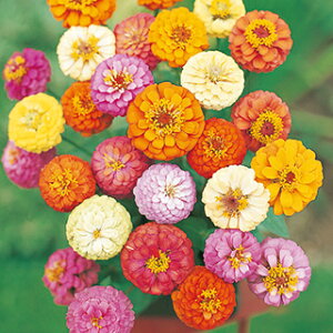 �S�����i�W�j�A�j �� �y �T���{�E�~�b�N�X ���֐؂�ԗp �z ���珬�� �i �S�����i�W�j�A�j�̎� �Ԃ̎� �j