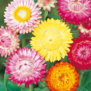 wNT  y Xg[T z 珬 i wNT̎ Ԃ̎ j