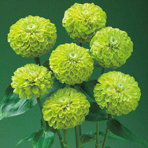 SiWjAj  y WCAgC z ܁i20j i SiWjAj̎ Ԃ̎ j