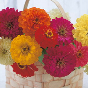 SiWjAj  y F1TVC z ܁i10mlj i SiWjAj̎ Ԃ̎ j