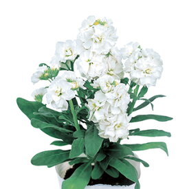 ストック 種 【 ベイビー ホワイト 】 10ml （ ストックの種 花の種 ）