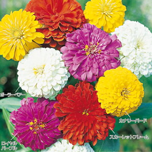 �S�����i�W�j�A�j �� �y �_���A�炫 ���� �z ���珬�� �i �S�����i�W�j�A�j�̎� �Ԃ̎� �j