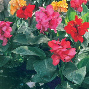 �J���i �� �y �g���s�J�� �T�}�[�~�b�N�X �z ���� �i �J���i�̎� �Ԃ̎� �j