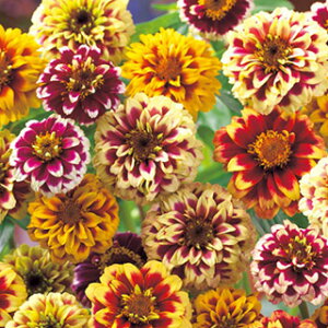 �S�����i�W�j�A�j �� �y �W���W�[ ���� �z ���܁i��50���j �i �S�����i�W�j�A�j�̎� �Ԃ̎� �j