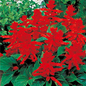 �T���r�A �� �y ���b�h�A���[�g �z 1000�� �i �T���r�A�̎� �Ԃ̎� �j