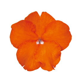 インパチェンス 種 【 スーパーエルフィンXP オレンジブライト 】 500粒 （ インパチェンスの種 花の種 ）