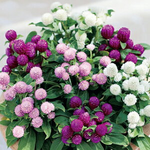 ����g �� �y �o�f�B�[ ���I���� �z �N���[���V�[�h10ml �i ����g�̎� �Ԃ̎� �j