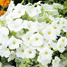 50 ペチュニア 白 最高の花の画像