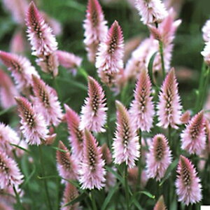 �P�C�g�E �� �y �z���� �z 10ml �i �P�C�g�E�̎� �Ԃ̎� �j