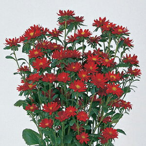 �}�C�N���A�X�^�[ �� �y �X�e�� �X�J�[���b�g ���� �z ���� �i �}�C�N���A�X�^�[�̎� �Ԃ̎� �j