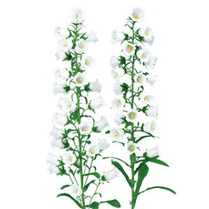 Jpj  y `sI zCgverD2 z ybg1000 i Jpj̎ Ԃ̎ j