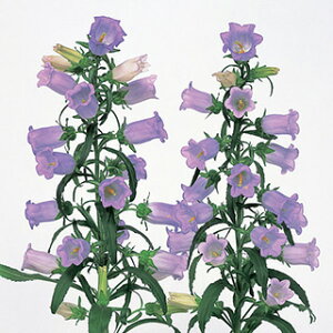 Jpj  y `sIXJCu[verD2 z ybg1000 i Jpj̎ Ԃ̎ j