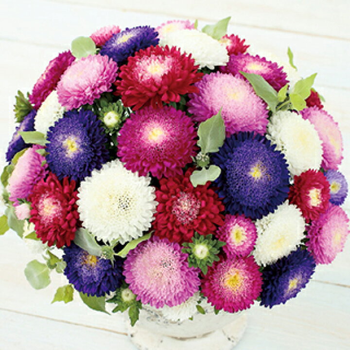 楽天市場 アスター 種 あずみ 特選混合 ml アスターの種 花の種 菜園くらぶ 家庭菜園の専門店