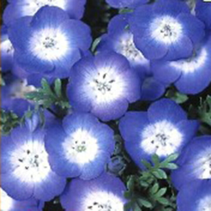 楽天市場 ネモフィラ 種 インシグニスブルー 10ml ネモフィラの種 花の種 菜園くらぶ 家庭菜園の専門店 楽天市場 ネモフィラ 種 インシグニスブルー 10ml ネモフィラの種 花の種 菜園くらぶ 家庭菜園の専門店