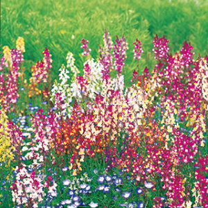 iA  y  z 珬 i iA̎ Ԃ̎ j