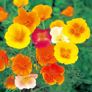 ԕH  y d炫 z 珬 i ԕH̎ Ԃ̎ j