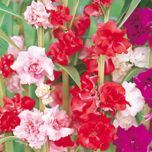 �z�E�Z���J �� �y �J�����A�炫���� �z ���珬�� �i �z�E�Z���J�̎� �Ԃ̎� �j