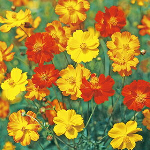 RXX  y uCgCg  z 1dl i RXX̎ Ԃ̎ j