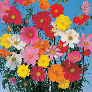 RXX  y p[h I z 1L i RXX̎ Ԃ̎ j