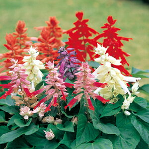 �T���r�A �� �y �V�Y���[ �~�b�N�X �z ���珬�� �i �T���r�A�̎� �Ԃ̎� �j