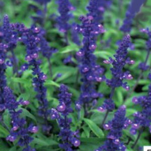 �T���r�A �� �y �t�@���i�Z�A �r�N�g���A�u���[ �z ���� �i �T���r�A�̎� �Ԃ̎� �j