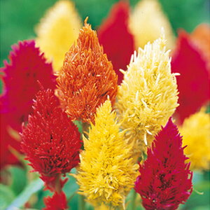 �P�C�g�E �� �y ����� ���I���� �z 10ml �i �P�C�g�E�̎� �Ԃ̎� �j