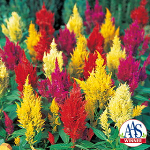 �P�C�g�E �� �y �H�т����Ƃ� �Z���`�����[ �~�b�N�X �z ���珬�� �i �P�C�g�E�̎� �Ԃ̎� �j