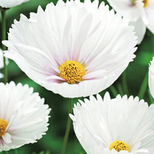 RXX  y JbvP[L@zCg z  i RXX̎ j