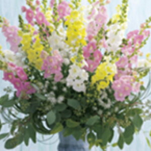 金魚草 種 【 ファルファレ ミックス 】 実咲小袋 ( 金魚草の種 )