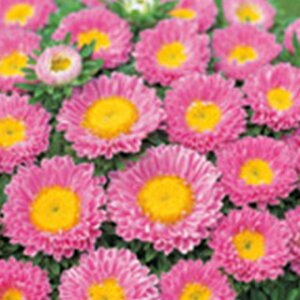 AX^[  y { sN z 珬 i AX^[̎ j