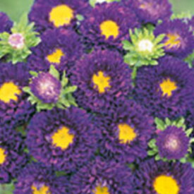 楽天市場 アスター種の通販