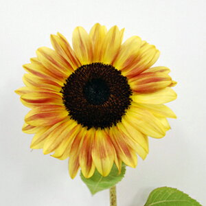 Ђ܂  y F1Tb` C`LD z  i Ђ܂̎ j