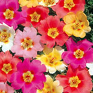 ���t���O �� �y ��d�炫���� �z ���珬�� �i ���t���O�̎� �j