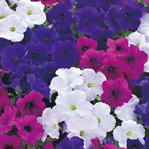 y`jA  y F1fB[o GbZXx[^ z  i y`jA̎ j